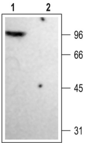 Anti-Potassium Channel K<sub>v</sub>1.4 antibody produced in rabbit