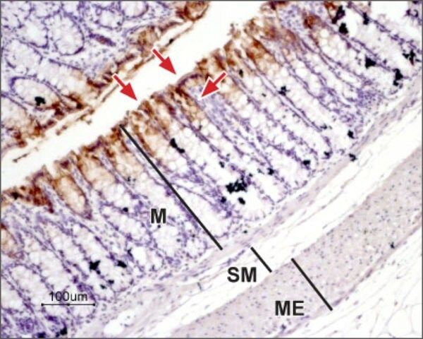 Anti-Water Channel Aquaporin 3 antibody produced in rabbit