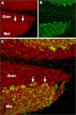 Anti-TRPC1 antibody produced in rabbit