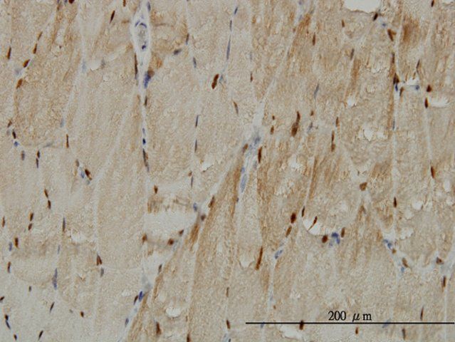 Monoclonal Anti-TTN antibody produced in mouse