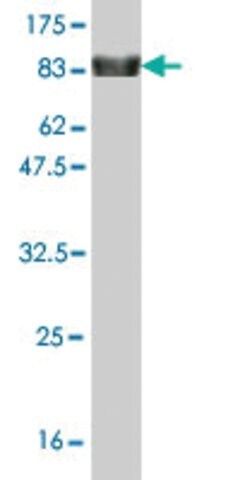 Monoclonal Anti-ZNF394 antibody produced in mouse