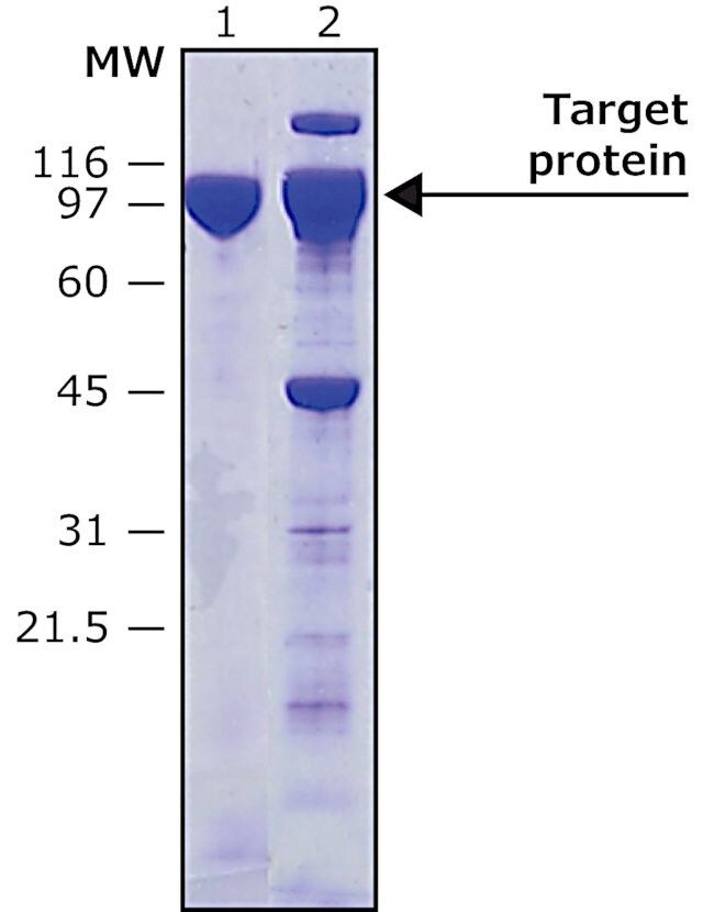 HRV-3C Protease, Biotin tagged