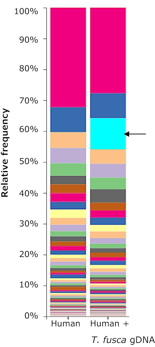 Microbial DNA standard from <i>Thermobifida fusca</i>