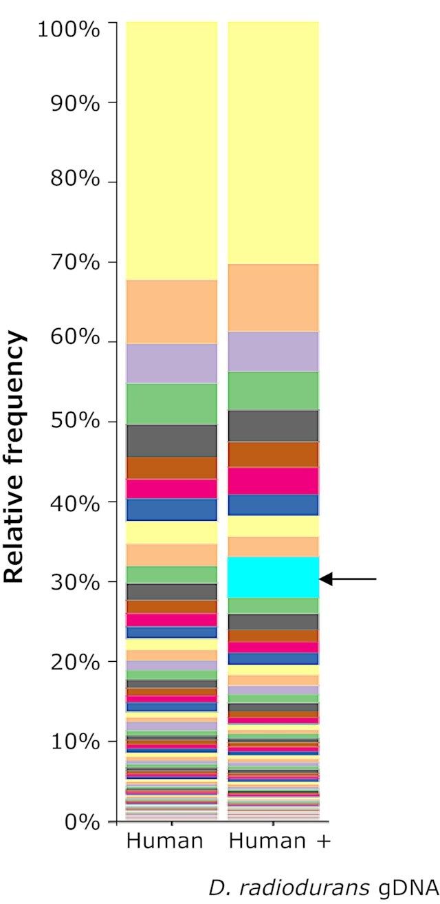 Microbial DNA standard from <i>Deinococcus radiodurans</i>