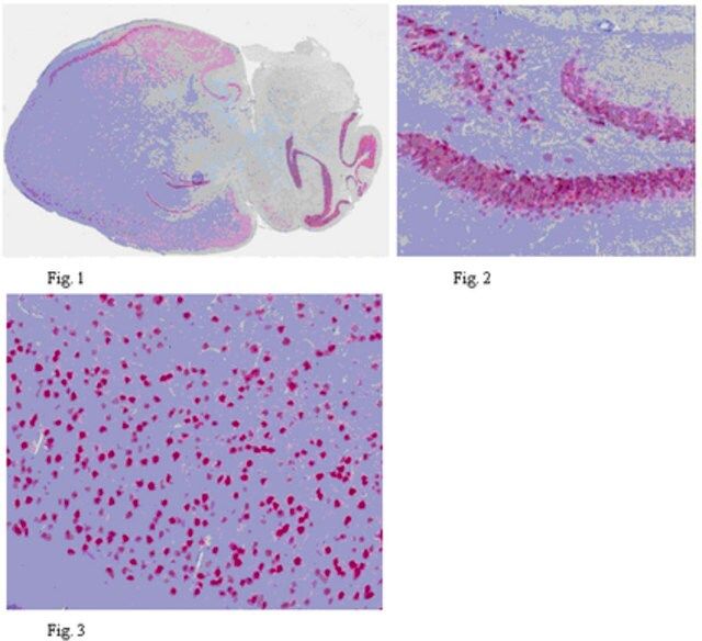 Anti-NeuN Antibody