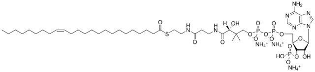 24:1 Coenzyme A