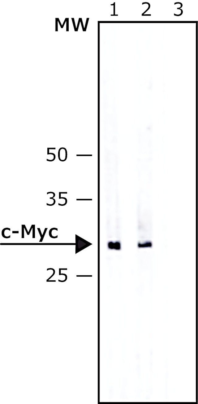 Anti-c-Myc-Alkaline Phosphatase antibody, Mouse monoclonal