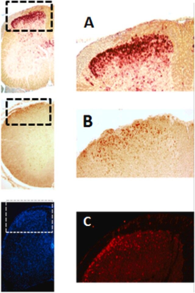 Anti-EBF-3 Antibody