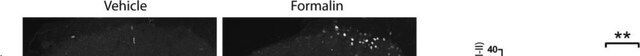 Anti-Calcitonin Gene Related Peptide antibody produced in rabbit