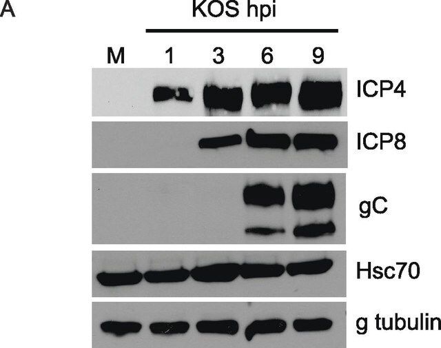 Monoclonal Anti--Tubulin antibody produced in mouse