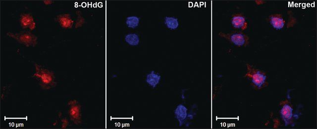 Monoclonal Anti-DNA/RNA Damage antibody produced in mouse