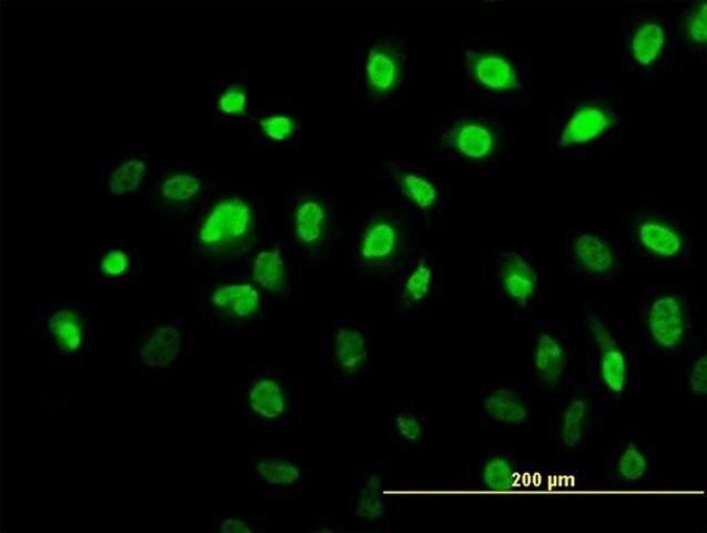 Monoclonal Anti-AHR antibody produced in mouse