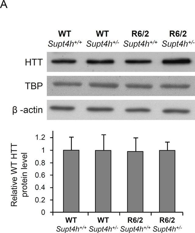 Monoclonal Anti-TBP antibody produced in mouse