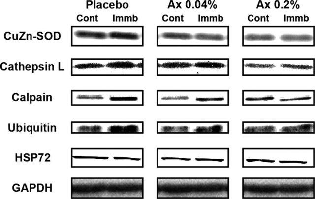 Monoclonal Anti-Cathepsin L antibody produced in mouse