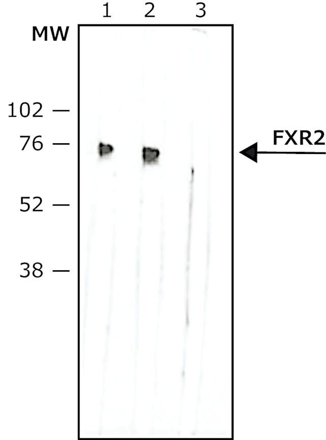 Anti-FXR2 antibody, Mouse monoclonal