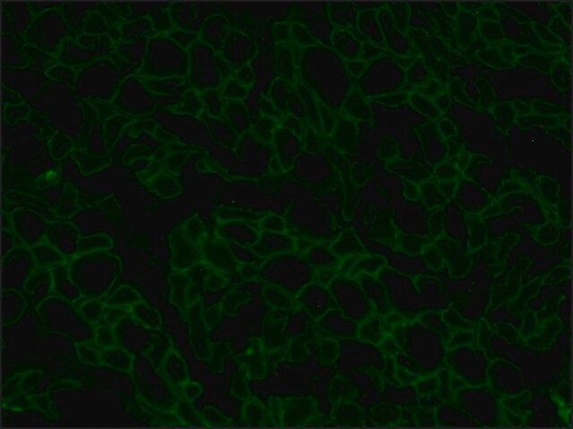 Anti-Dystrophin antibody, Mouse monoclonal