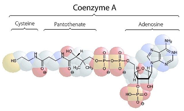 Coenzyme A trilithium salt