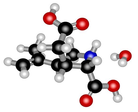 Kainic acid monohydrate