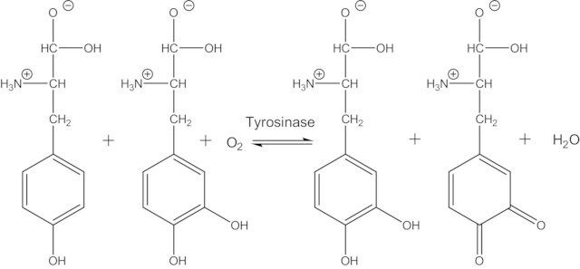 Tyrosinase from mushroom