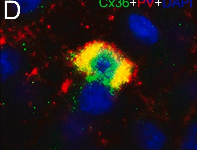 Monoclonal Anti-Parvalbumin antibody produced in mouse