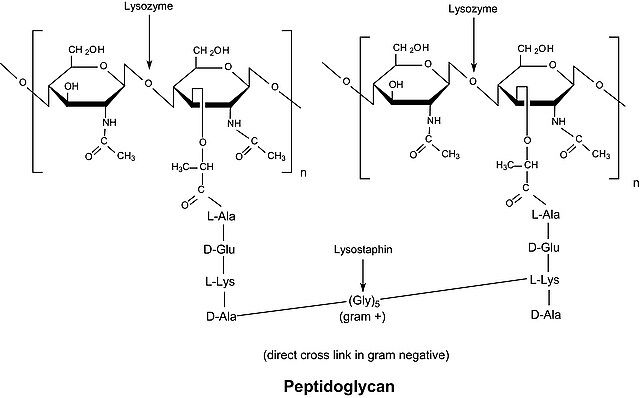 Lysozyme human