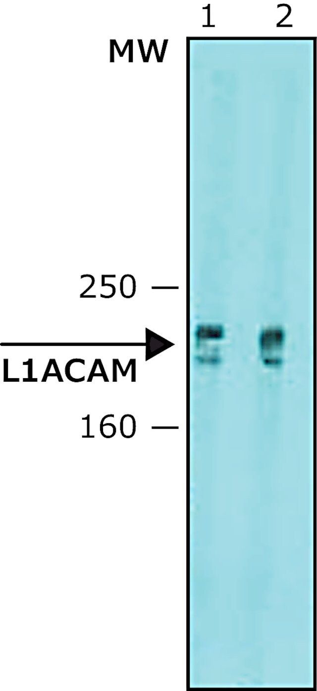 Anti-L1CAM antibody, Mouse monoclonal