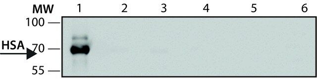 Anti-Human Serum Albumin antibody, Mouse monoclonal