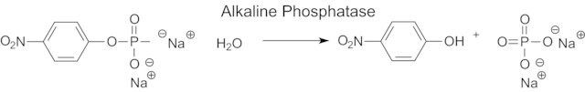 Phosphatase, Alkaline from bovine intestinal mucosa