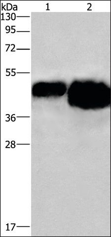 Anti-OVAL antibody produced in rabbit