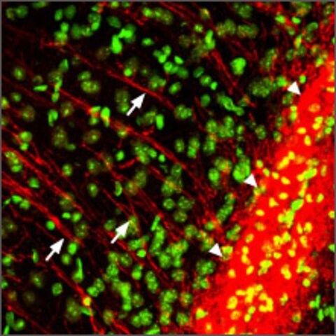 Anti-Purinergic Receptor P2Y<sub>12</sub> antibody produced in rabbit