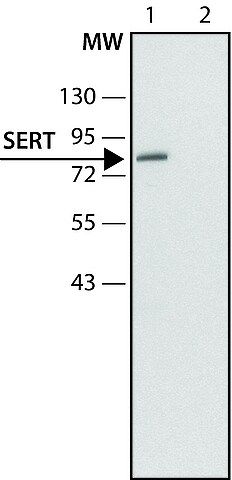 Anti-Serotonin Transporter (N-terminal) antibody produced in rabbit