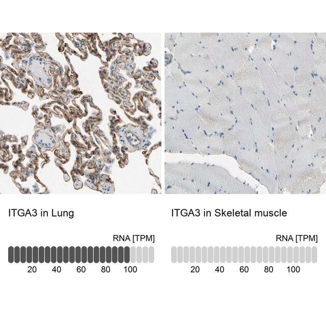 Anti-ITGA3 antibody produced in rabbit