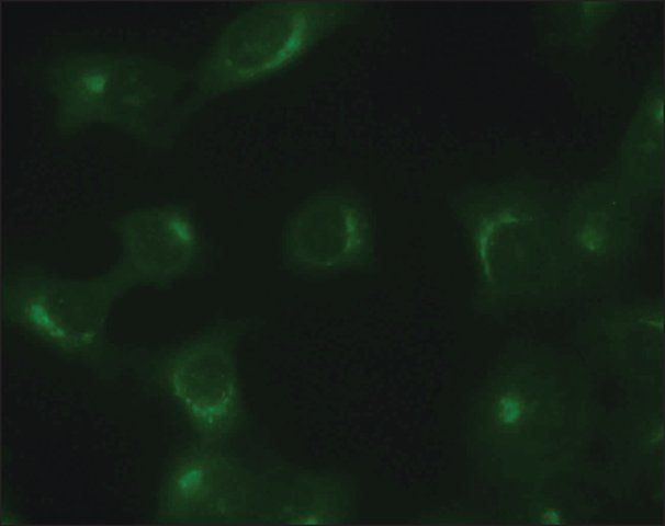 Anti-TGN46 antibody produced in rabbit