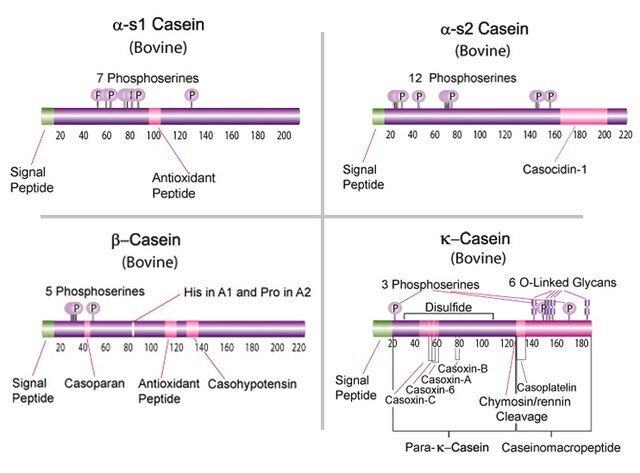 Casein from bovine milk