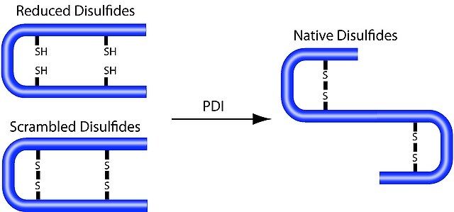 Protein Disulfide Isomerase from bovine liver