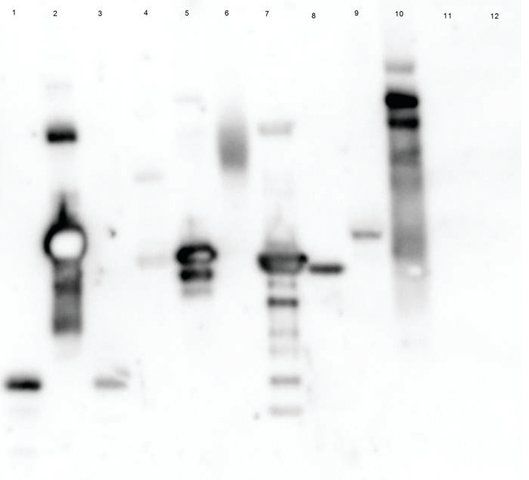 Lectin from <i>Triticum vulgaris </i>(wheat)