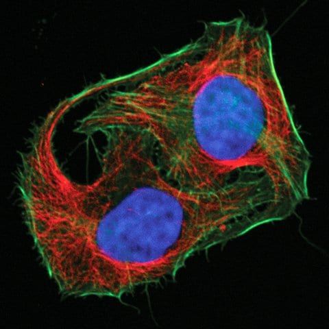 Mix-n-Stain<sup>TM</sup> CF<sup>TM</sup> 680R Antibody Labeling Kit (50-100g)