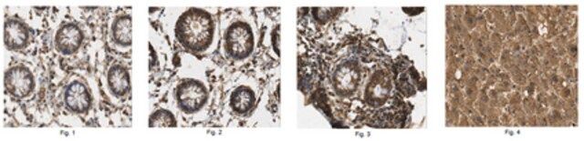 Anti-Connexin-26 Antibody, clone 3B12.1