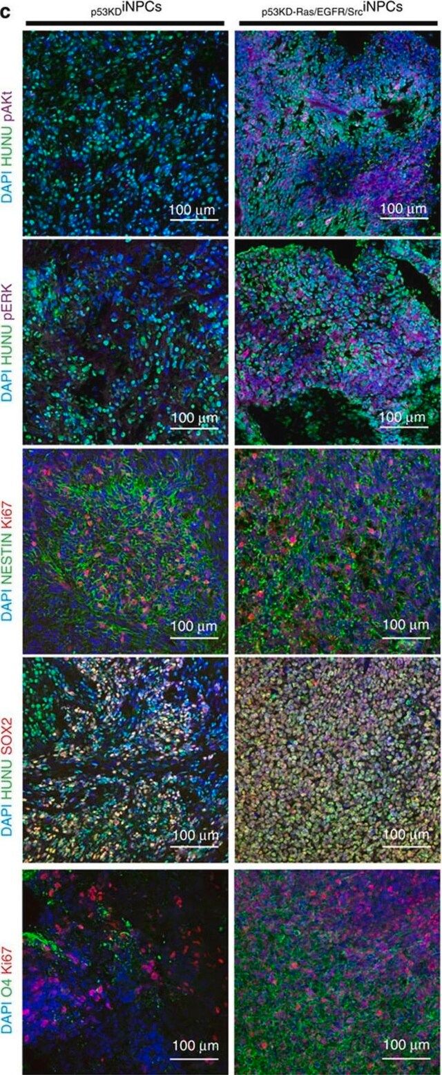 Anti-O4 Antibody, clone 81