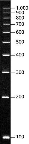 DirectLoad<sup>TM</sup> PCR 100 bp Low Ladder