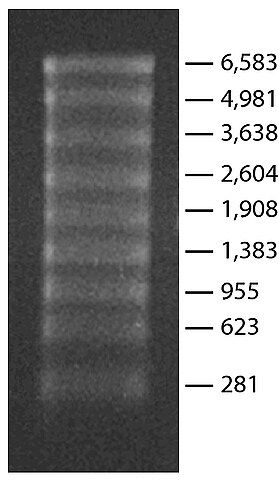 Transcript RNA Markers 0.28-6.6 kb