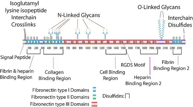 Fibronectin Type III Connecting Segment Fragment 1-25