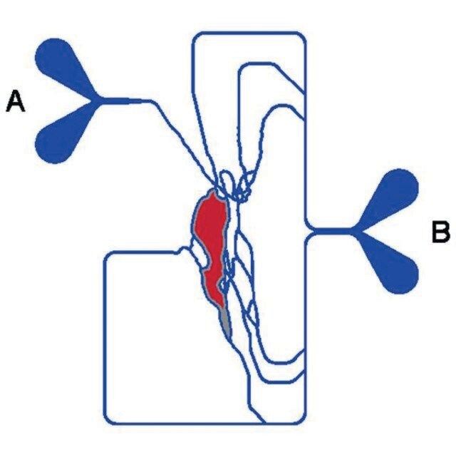 SynVivo idealized design SynRAM 3D Inflammation model chip