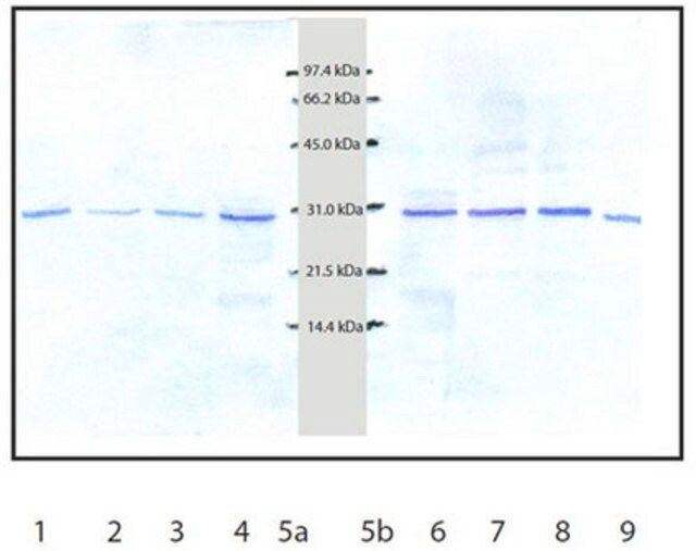 Anti-Cathepsin D Rabbit pAb