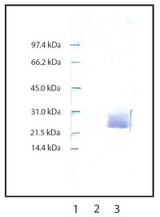 Anti-Neutrophil Elastase Rabbit pAb