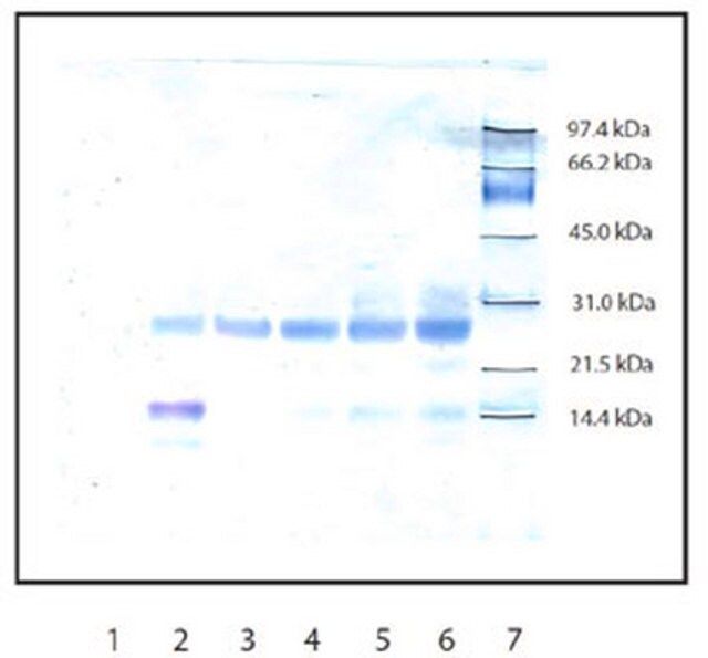 Anti-Trypsin Rabbit pAb