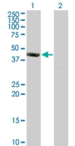 Monoclonal Anti-PSMD6 antibody produced in mouse