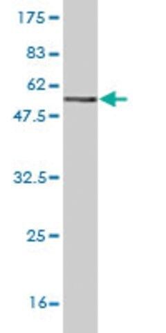 Monoclonal Anti-PSMD9 antibody produced in mouse