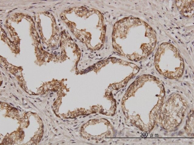 Monoclonal Anti-PSMD5 antibody produced in mouse