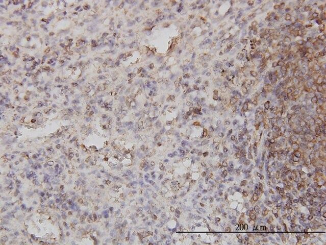 Monoclonal Anti-PSCD1 antibody produced in mouse